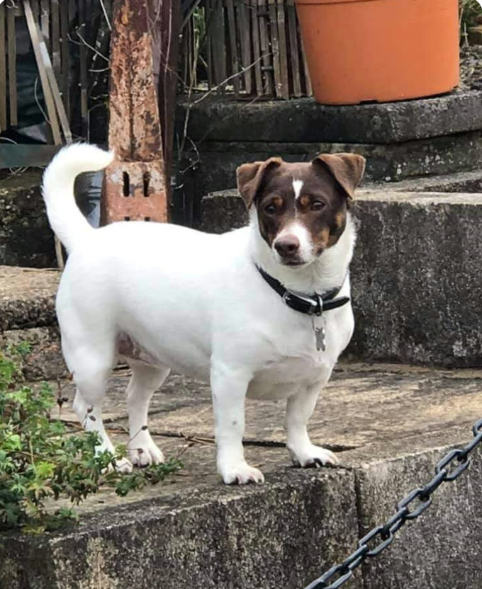 The photo Bea Bea's family sent us: a Jack Russell terrier standing on stone steps in a garden